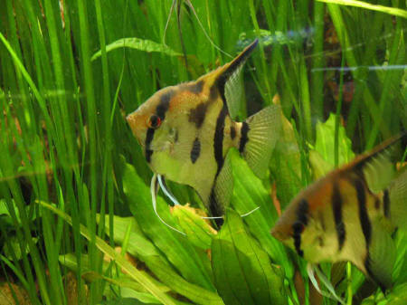 &copy; Zierfischfreunde Immenhausen-Holzhausen PTEROPHYLLUM SCALARE